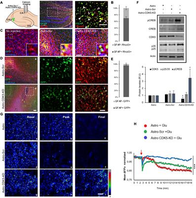 Targeting CDK5 in Astrocytes Promotes Calcium Homeostasis Under Excitotoxic Conditions